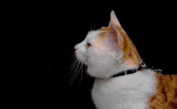 狗鼠猫的读后感6篇