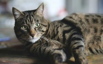 《猫》听课心得体会参考7篇