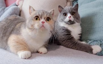 猫的读后感800字通用5篇