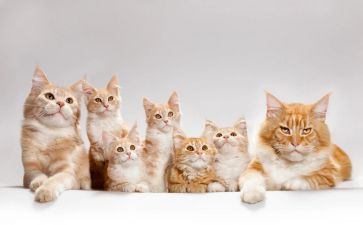 黏上我的猫读后感5篇