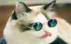 小班语言猫和鸟教案优质7篇