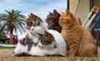 猫咪作文300字作文模板7篇
