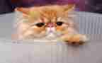猫捉老鼠教案7篇