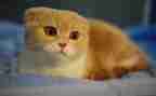 猫的读后感500字通用8篇