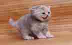 初中语文《猫》教案优质5篇