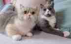 老师和猫的读后感优质5篇