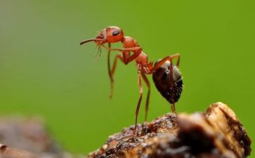 小班游戏蚂蚁搬豆教案6篇