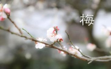 踏雪寻梅音乐教案7篇