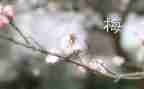 踏雪寻梅音乐教案7篇