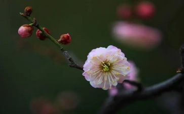 梅花的作文300字7篇
