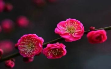蜡梅花作文500字6篇