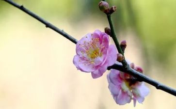 《梅花》的读后感模板7篇