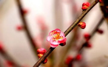 梅花香作文600字5篇