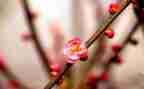 小班《梅花》教案7篇