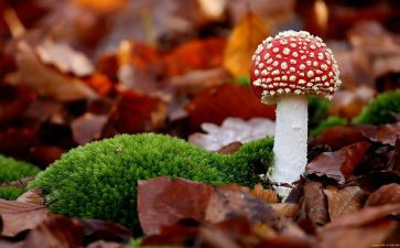 《采蘑菇》教案精选7篇