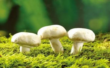 种蘑菇作文优秀7篇