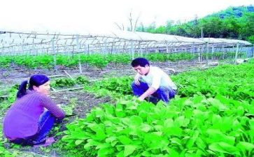 基层农技培训总结5篇