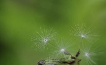 中班蒲公英的教案精选5篇