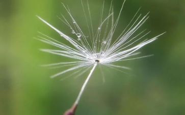 音乐蒲公英教案5篇