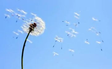 蒲公英与风的约定作文通用8篇