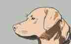 犬只管理工作总结精选7篇