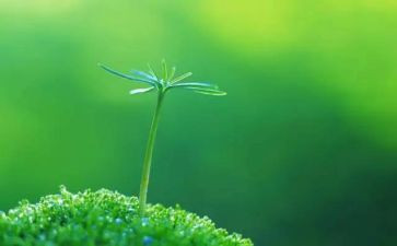 《生命,生命》读后感通用5篇