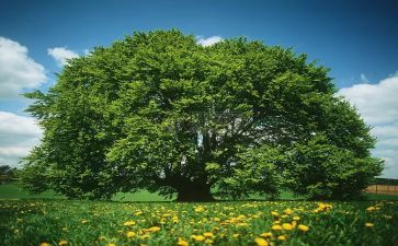 勤植树护环境演讲稿范文7篇