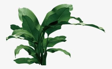 植树节活动心得体会优质6篇