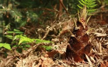 小班笋教案推荐8篇