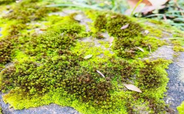 苔的演讲稿5篇