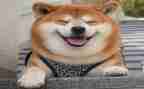 笑对人生中考满分作文8篇