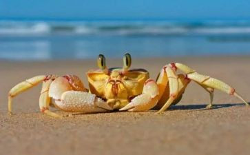 孤独的小螃蟹读后读后感5篇