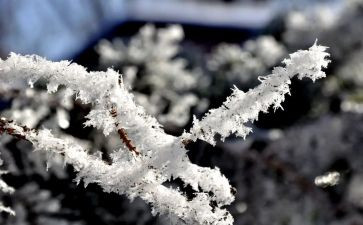 作文雪600字优秀5篇