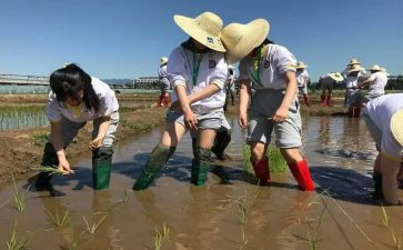 小学农村教师教师述职报告范文6篇