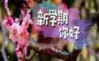 小学一学期的工作总结5篇