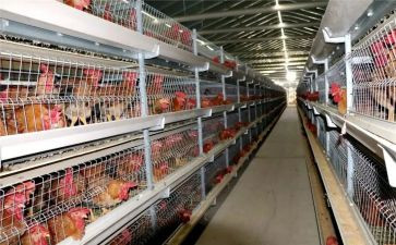 种养殖员工作报告7篇