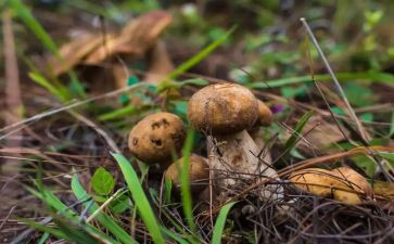 野生菌宣传工作总结5篇