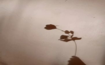 狗和他的影子的读后感6篇
