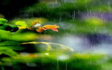 《英雄雨来》读后感5篇