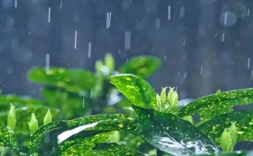 雨后的作文500字作文6篇