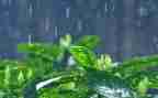 雨后的作文500字作文6篇