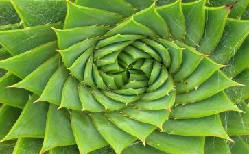 读关于植物的作文优质6篇