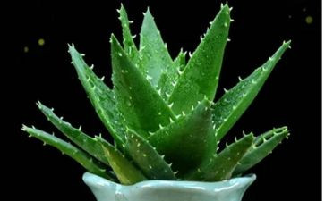 种植物的教案优质7篇
