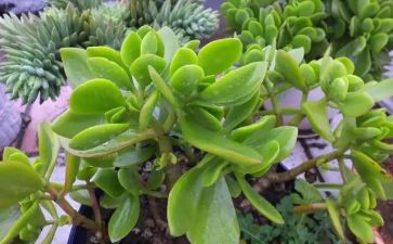 有关植物的作文400字5篇