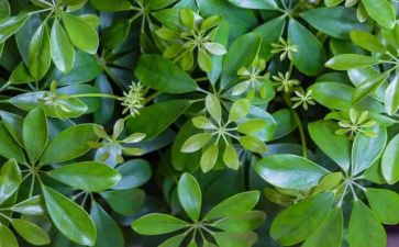 植物教案8篇