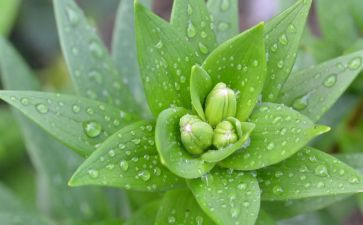 调查植物的调查报告6篇