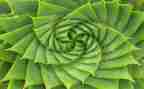 读关于植物的作文优质6篇